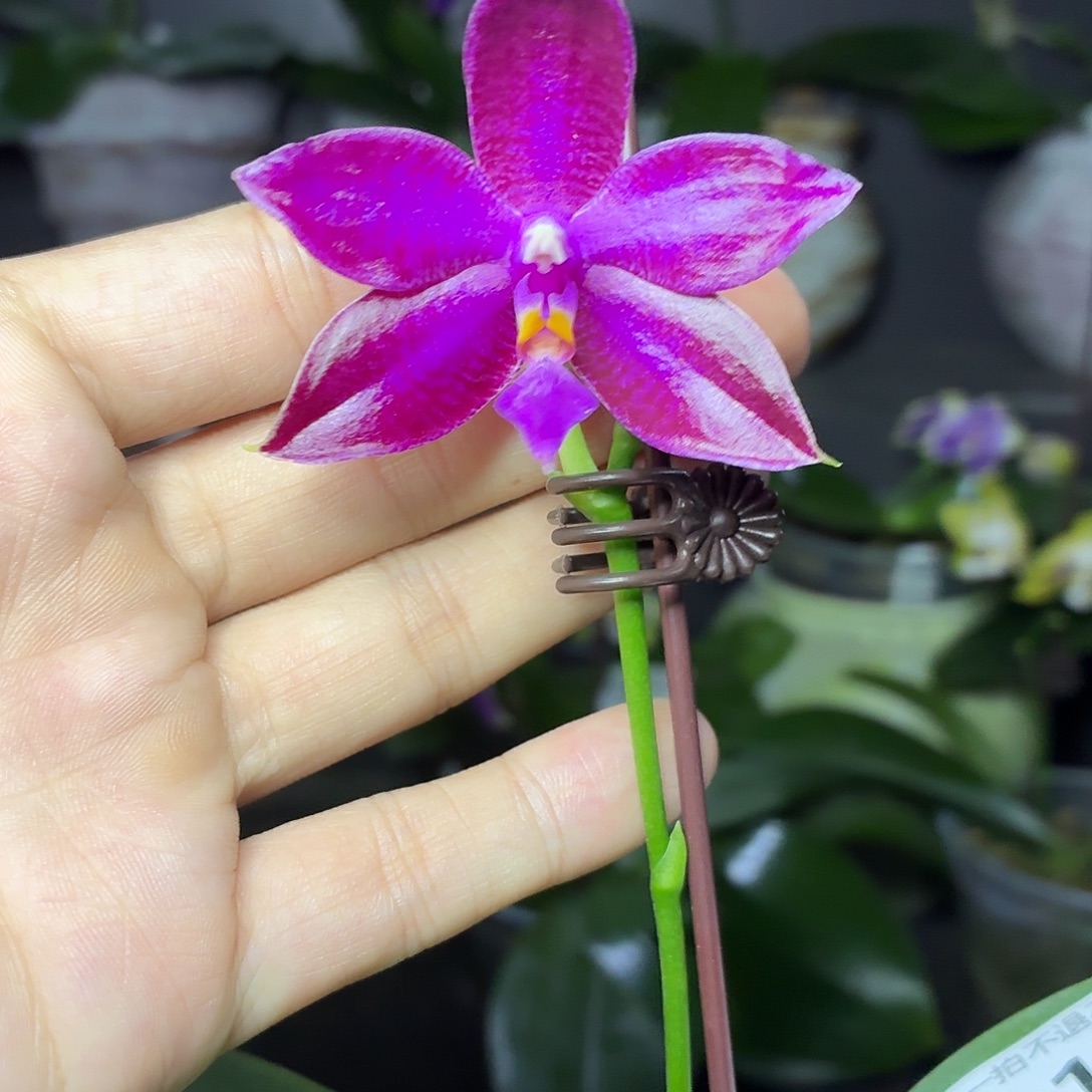 当前无花朵，栽培后可花朵A1102红路德交珍