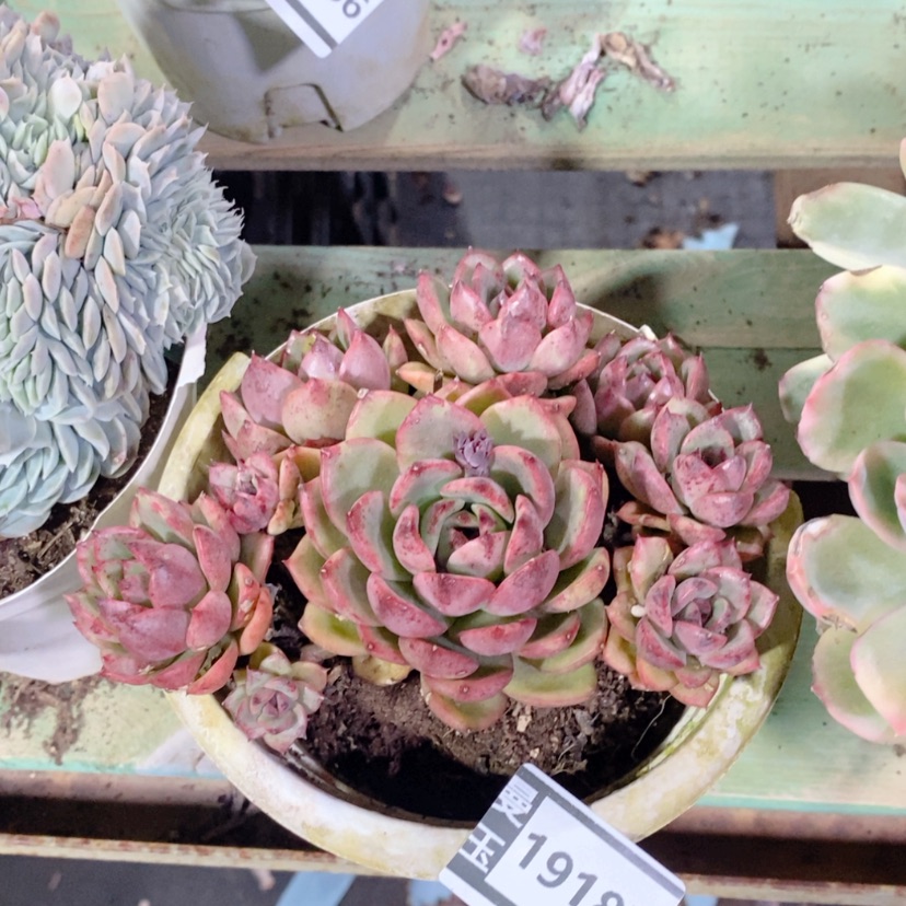 【闪购商品】蓝莓19187