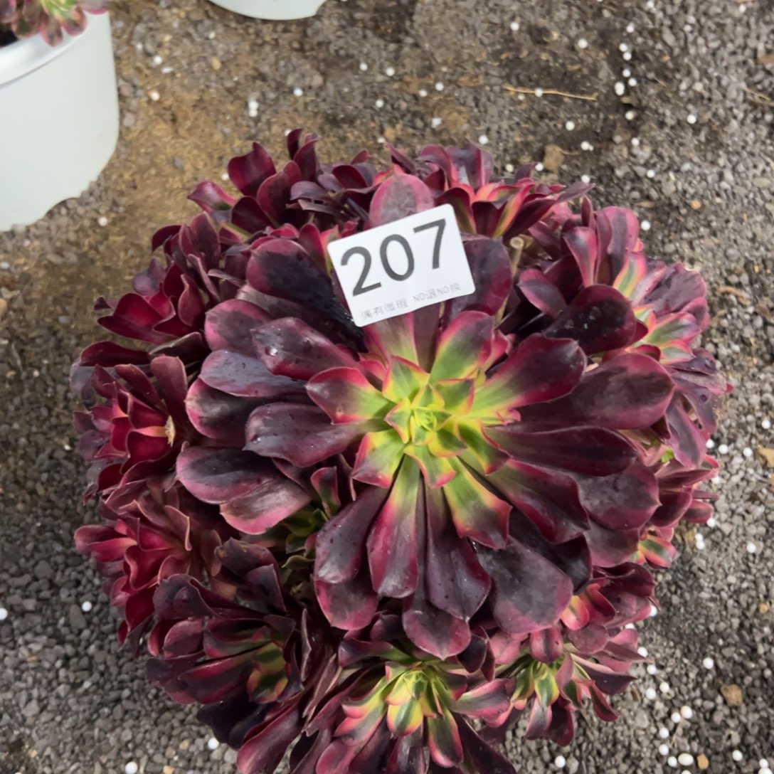 我是真的很喜欢这个