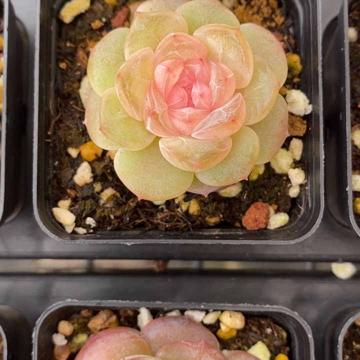 1007 多肉多肉 12.26