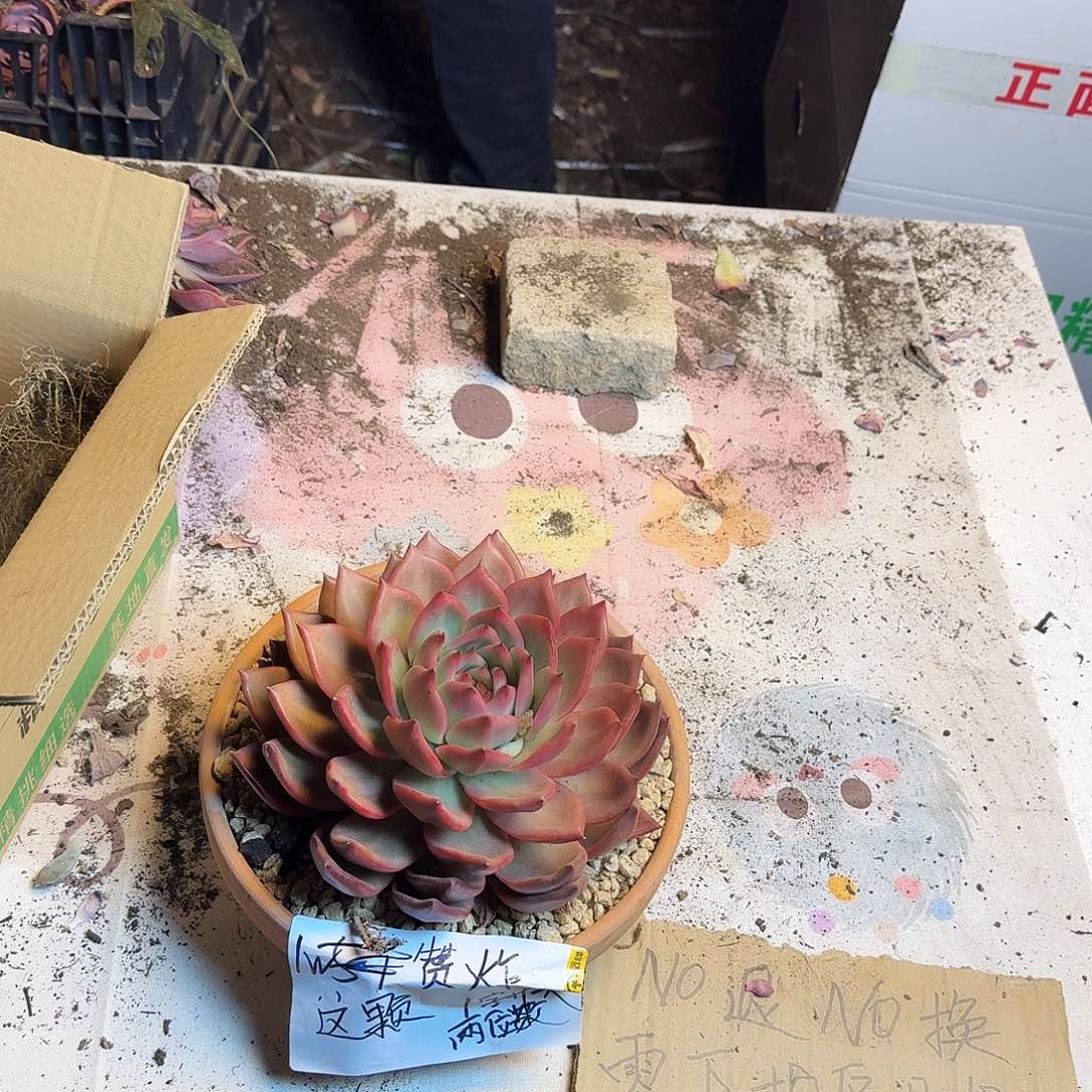 点赞福利一多肉。        