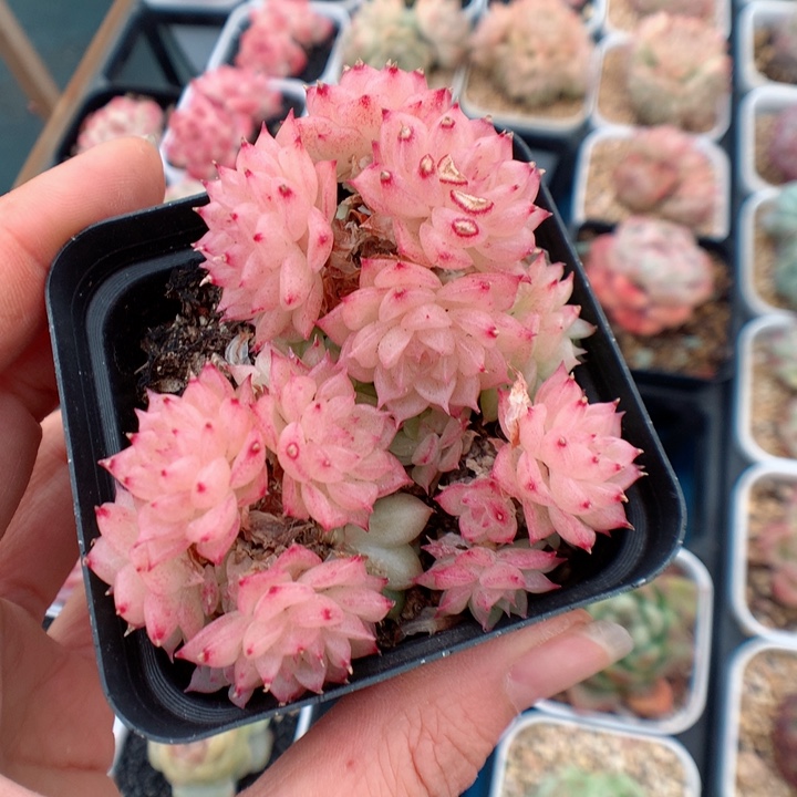 活*多肉植物。 麦秆