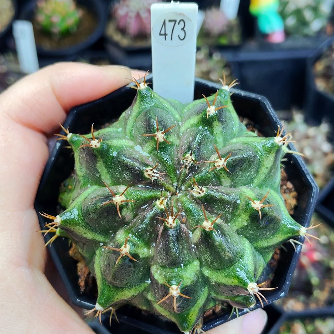 非偏远地区满25包邮仙人球