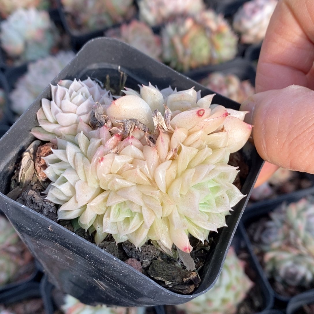 精品多肉一物一拍不包整78