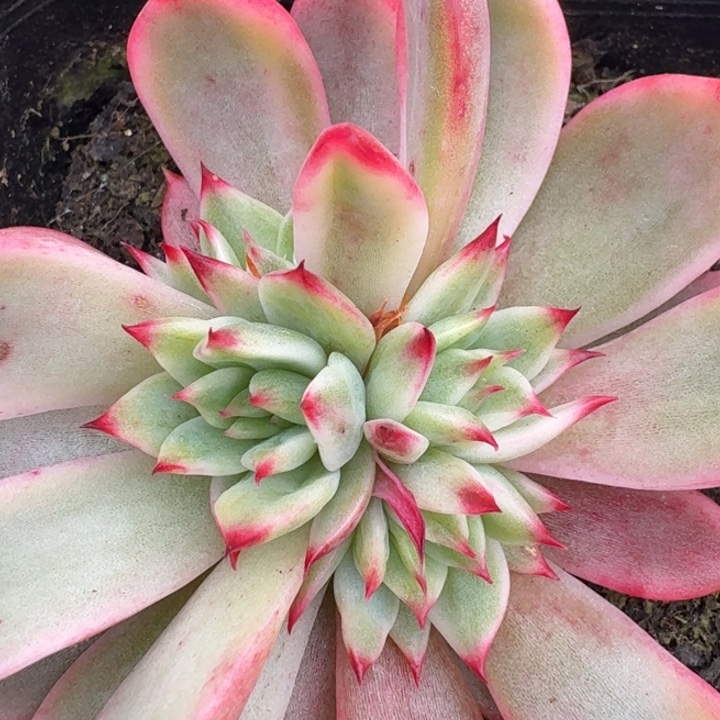 桃花底座一物一拍