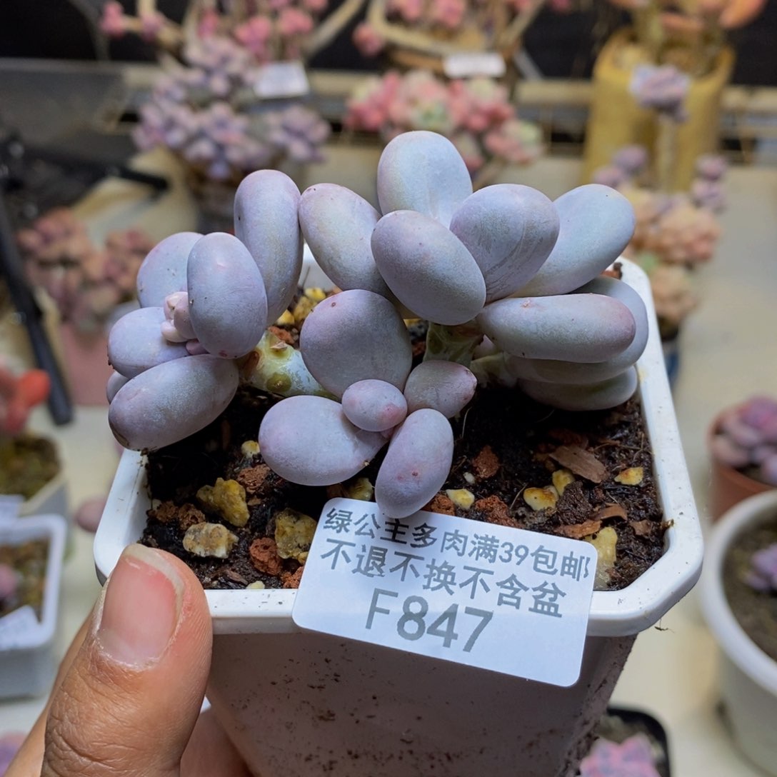 847水光针多肉7c m