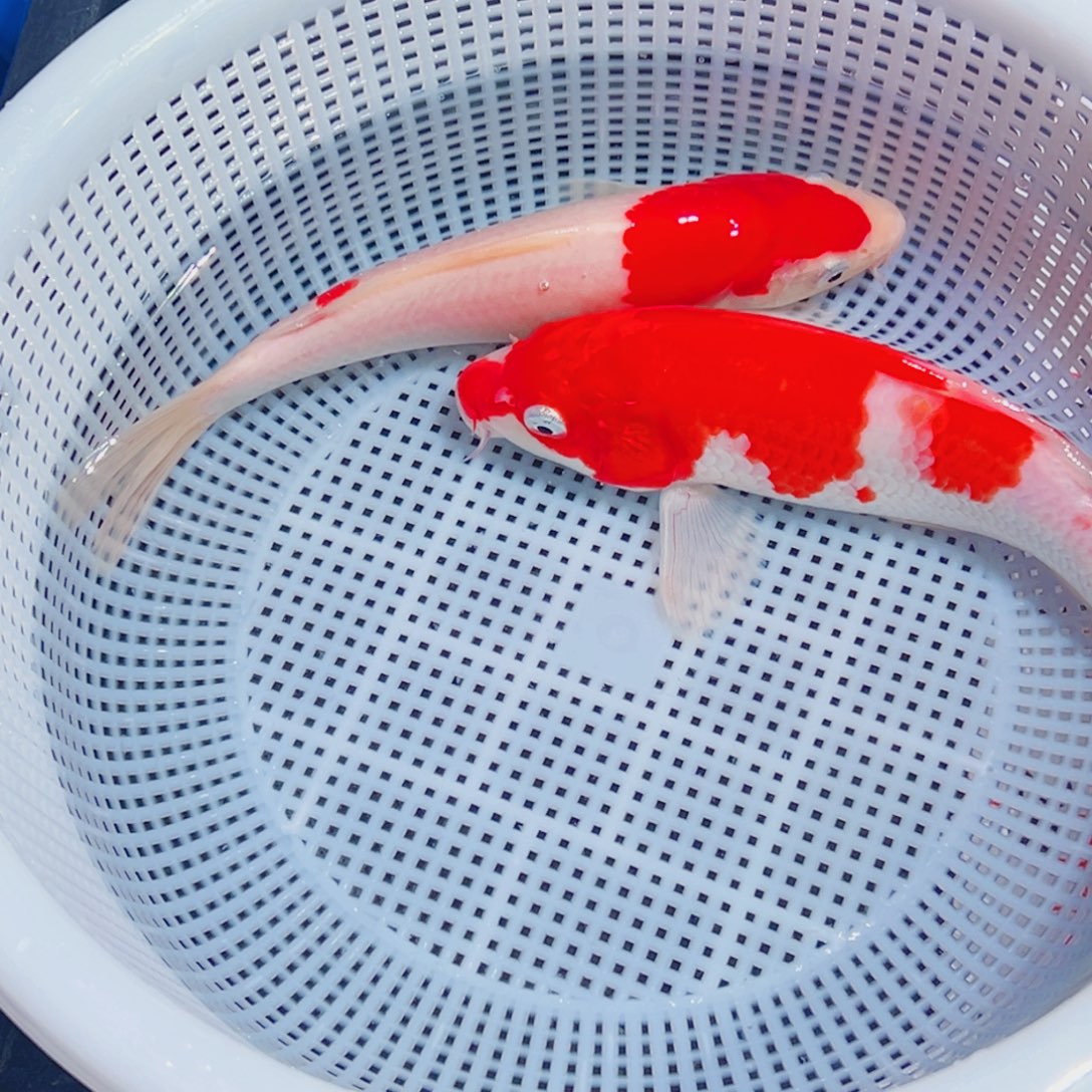 锦鲤锦鲤观赏鱼1111