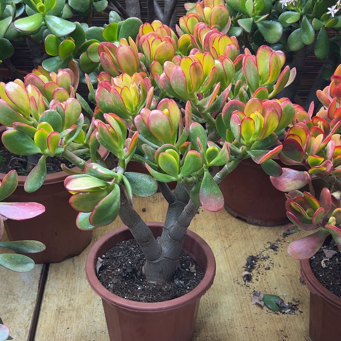 完全开放黄金花月一物一拍