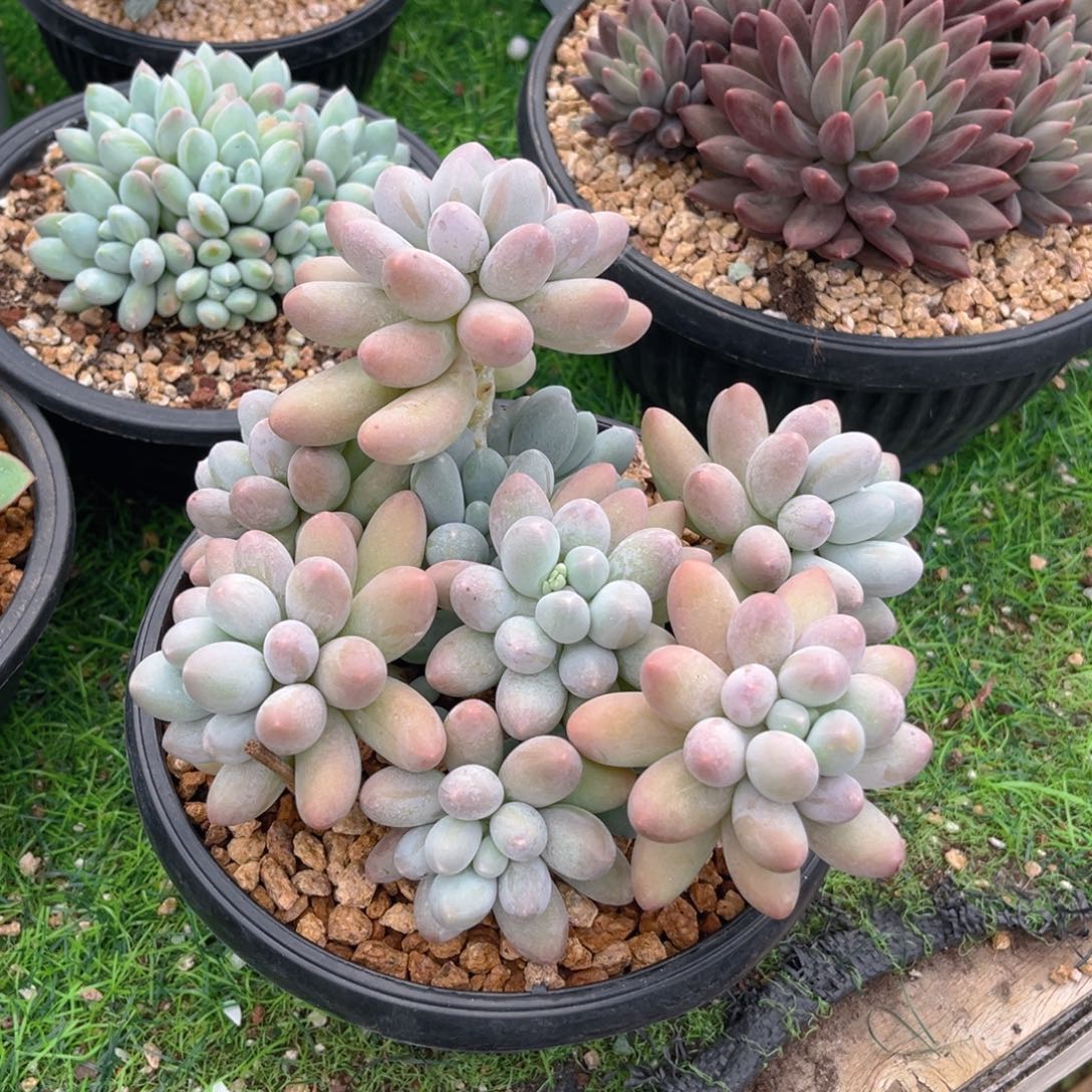 大叶汤圆55899999888