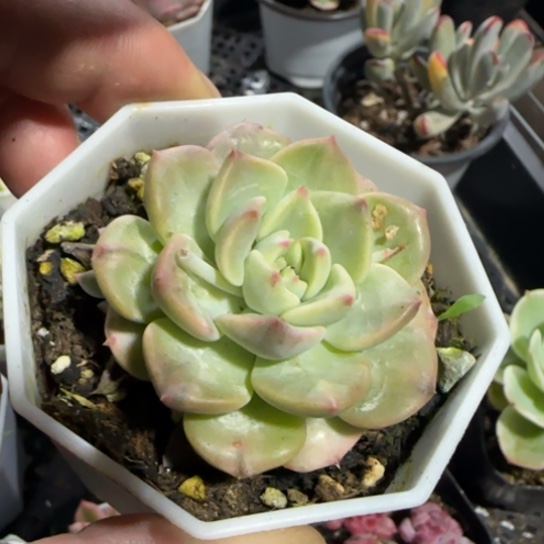 105 一物一拍多肉