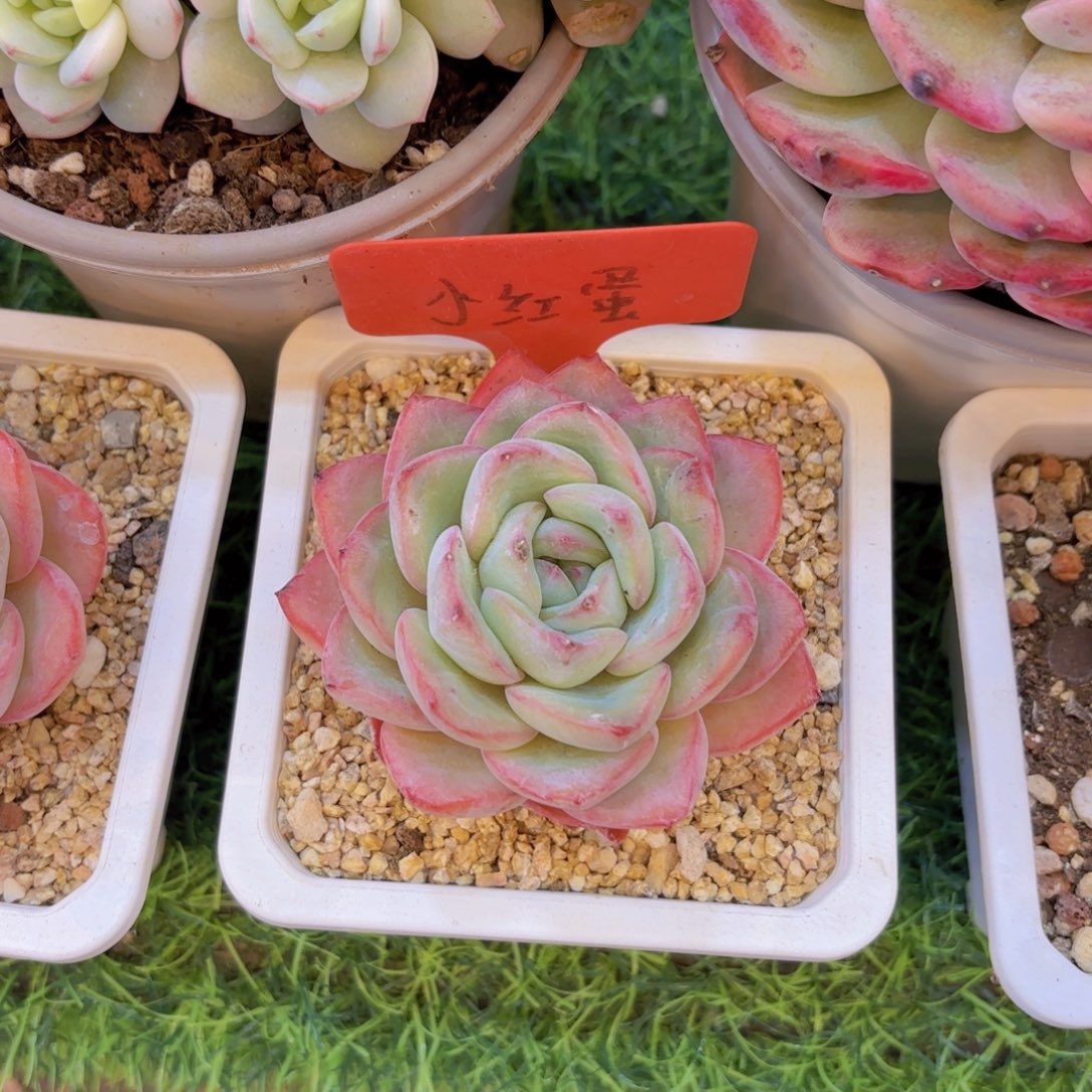 ジ***ア云南金致家精品多肉