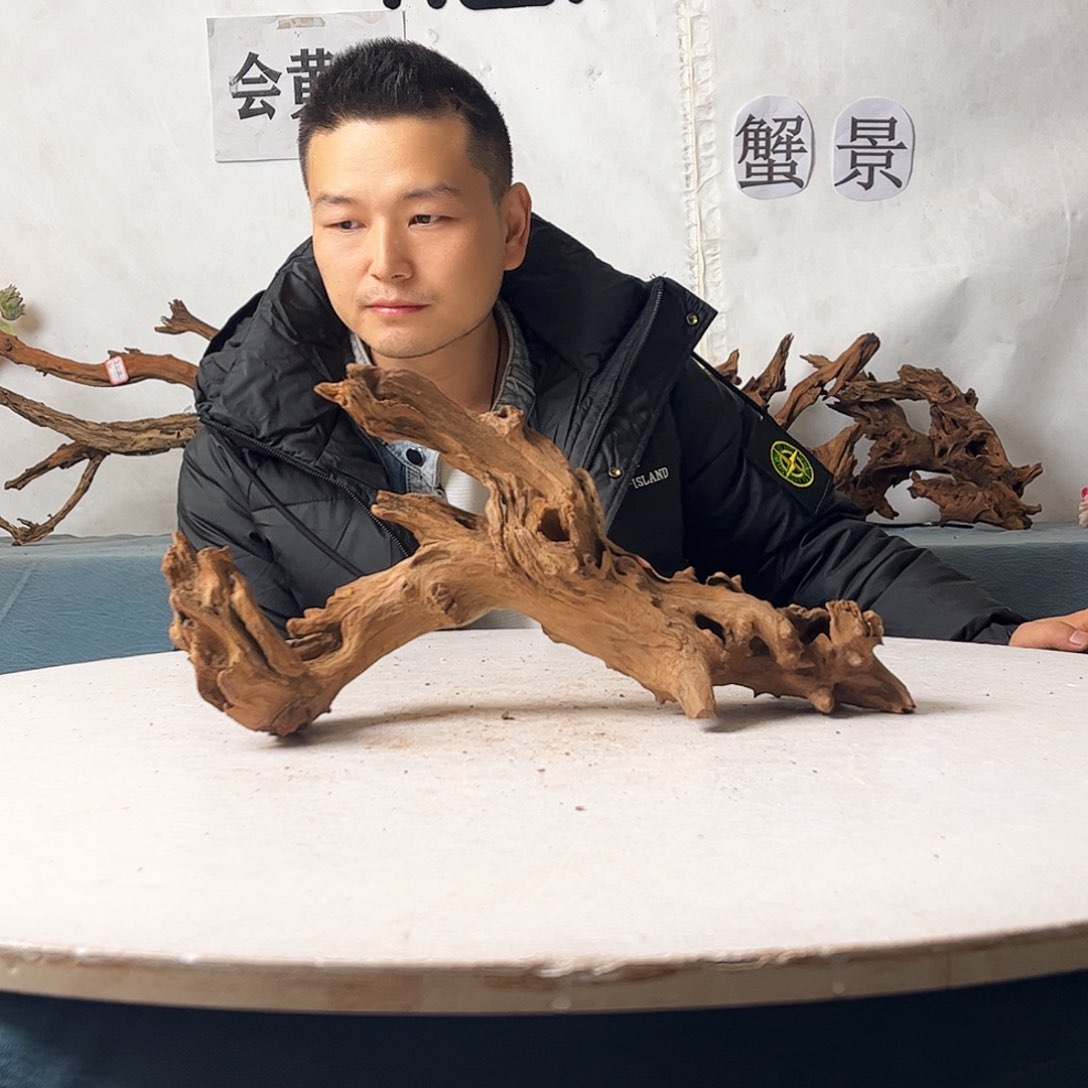 沉木造景爬宠造景