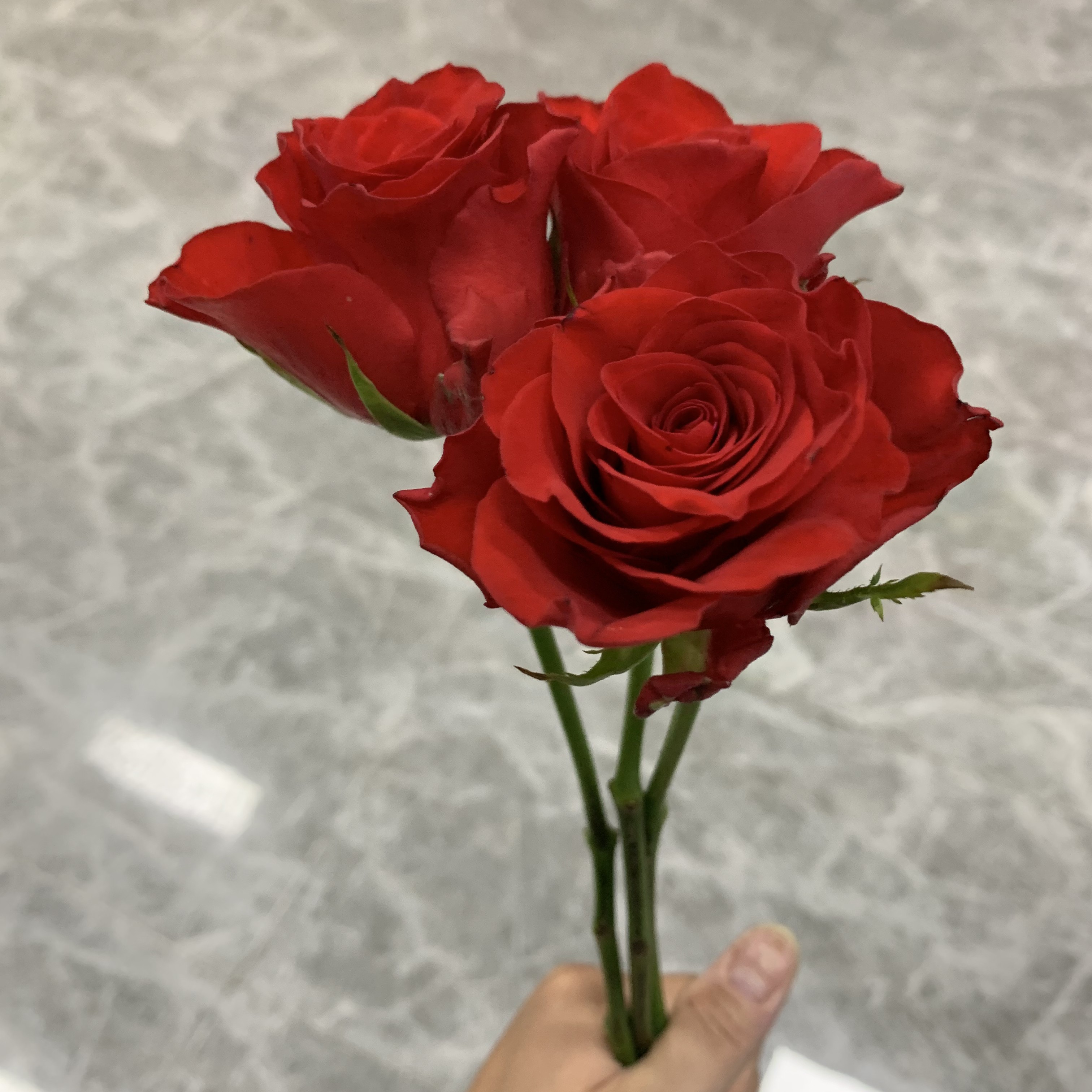 正红色玫瑰扶苏5支