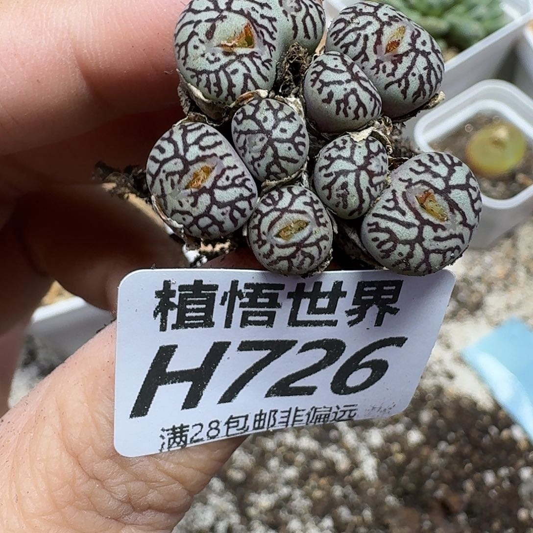 多肉植物的人生ghj