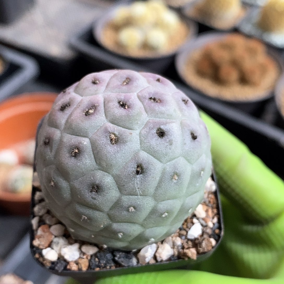 蓝白肌习志野仙人球