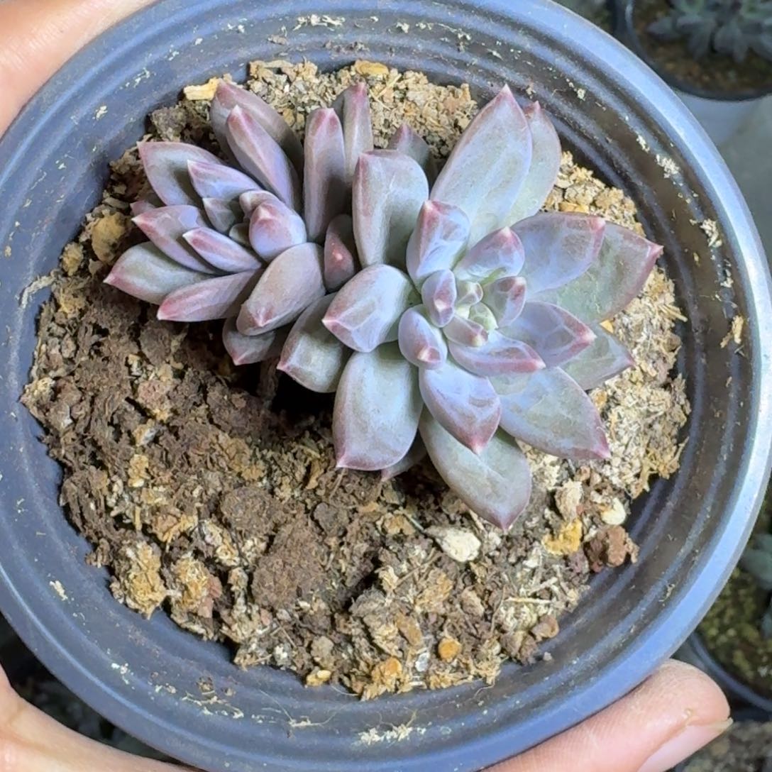 美人杂交 一物一拍