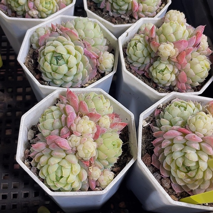 羊子球群3.8带盆