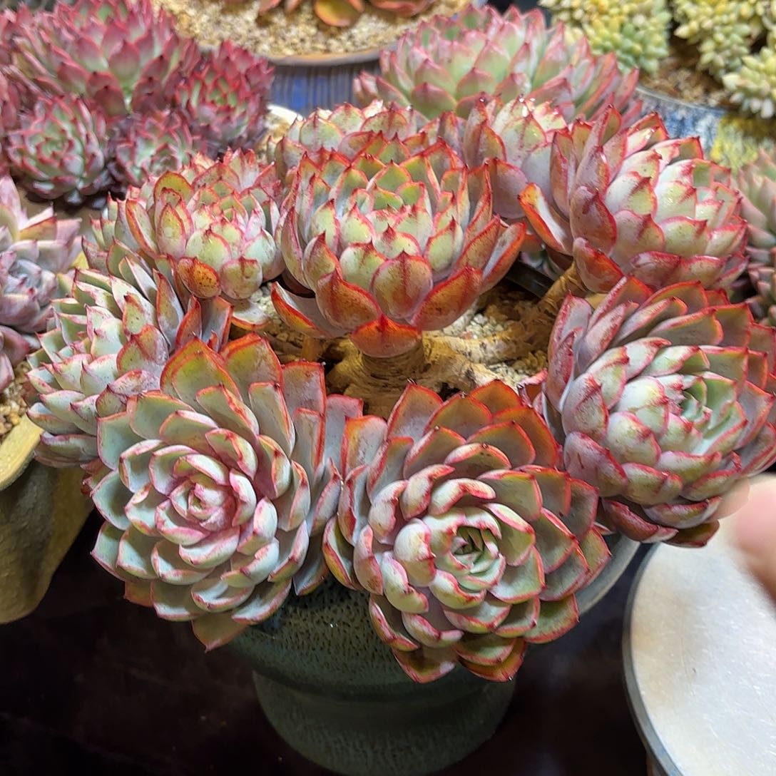 心**埃多肉植物带盆物流寄养