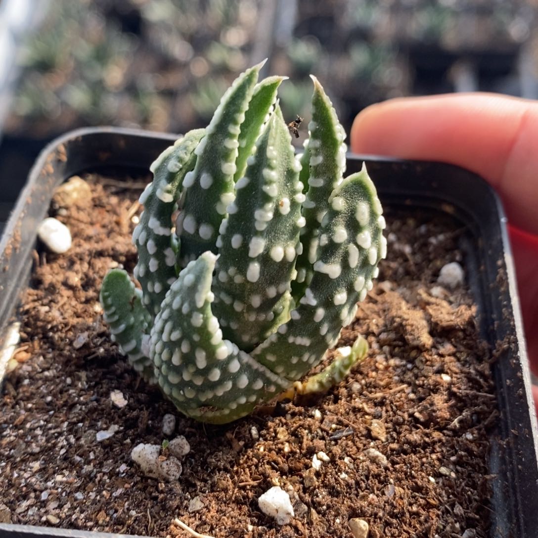 1901 一颗泪珠硬叶 超级福利