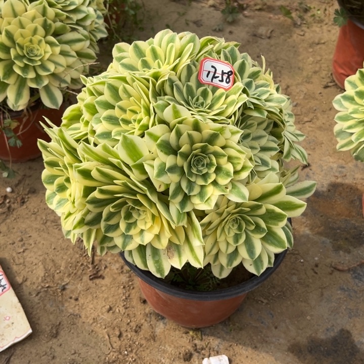17-58迈巴赫朵朵多肉植物