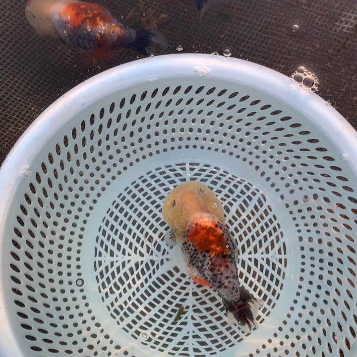 五***长金鱼特色麒麟兰寿