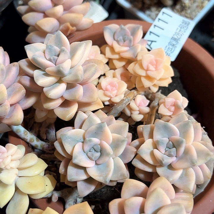 幸运的是我的朋友