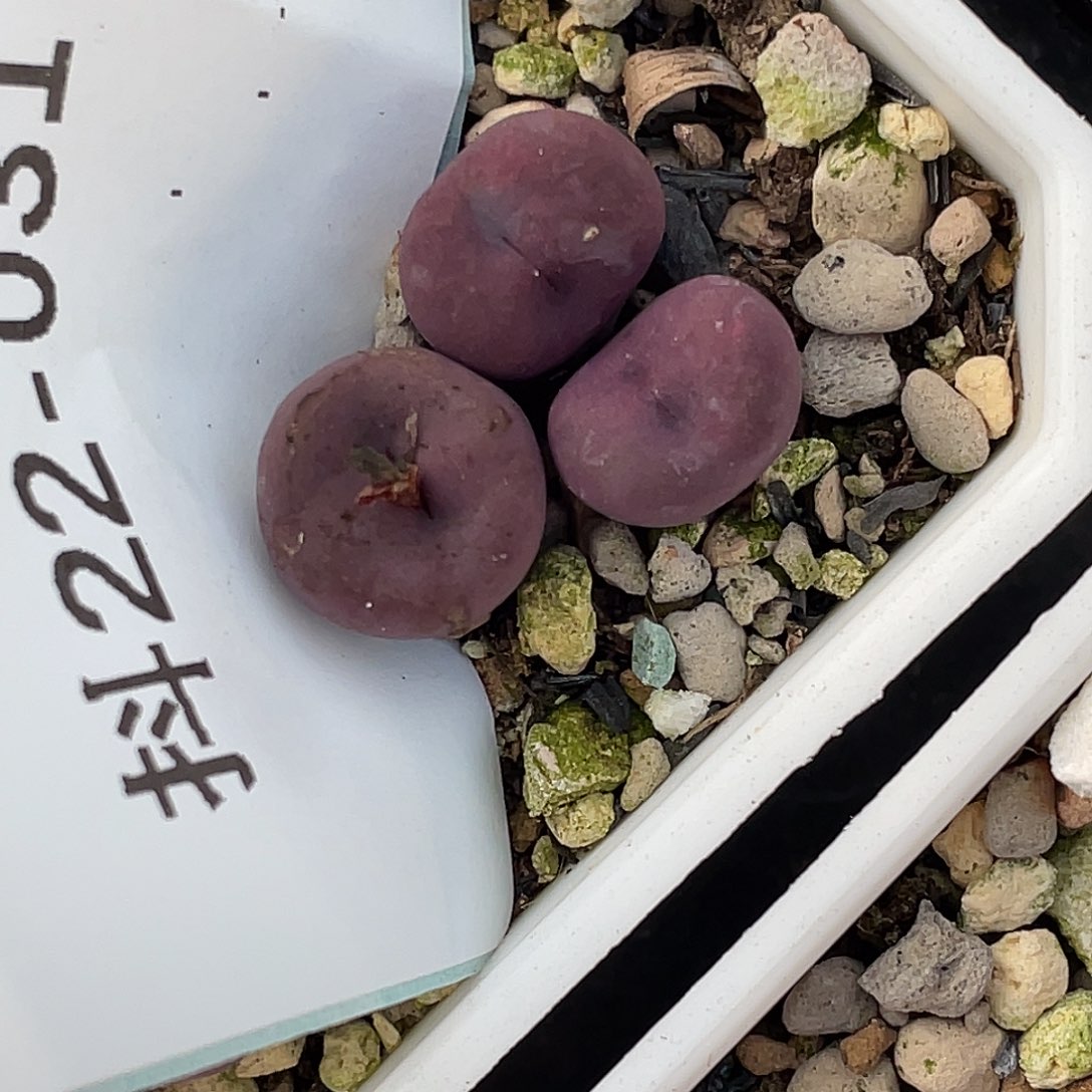 别****22-31肉锥多肉植物