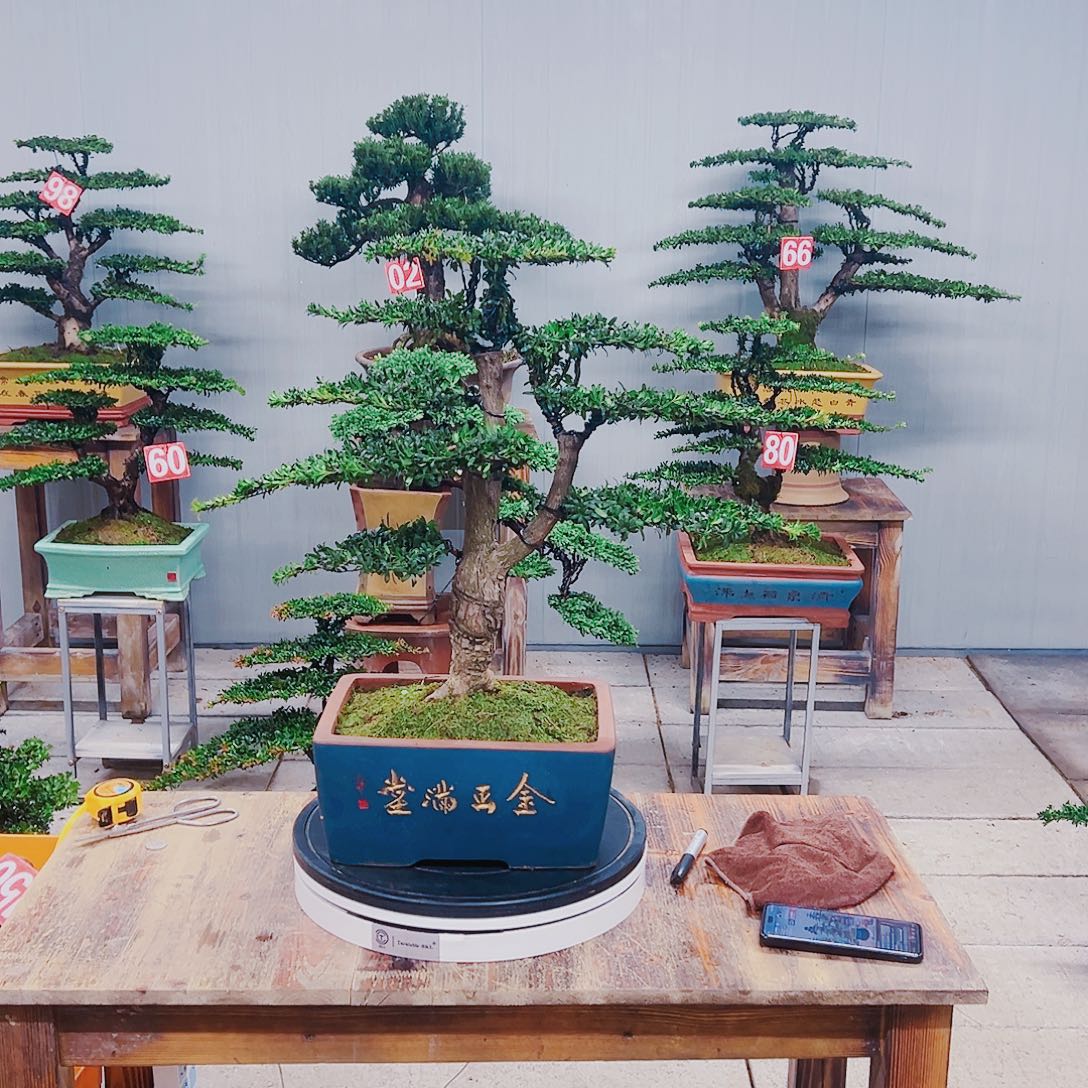 无花朵红芽珍珠罗汉松