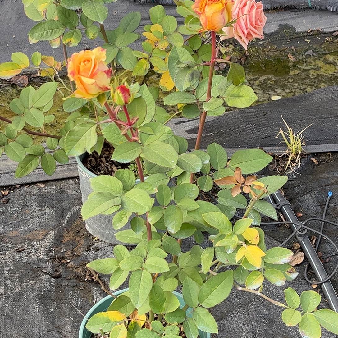 无花朵无人区沙漠，1.8加仑土球发货