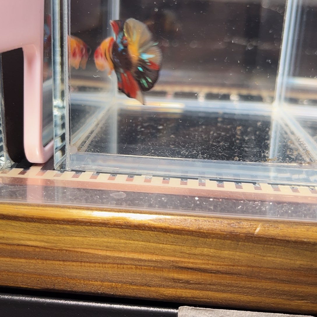 海水鱼宙斯斗鱼竞拍精品场12-10