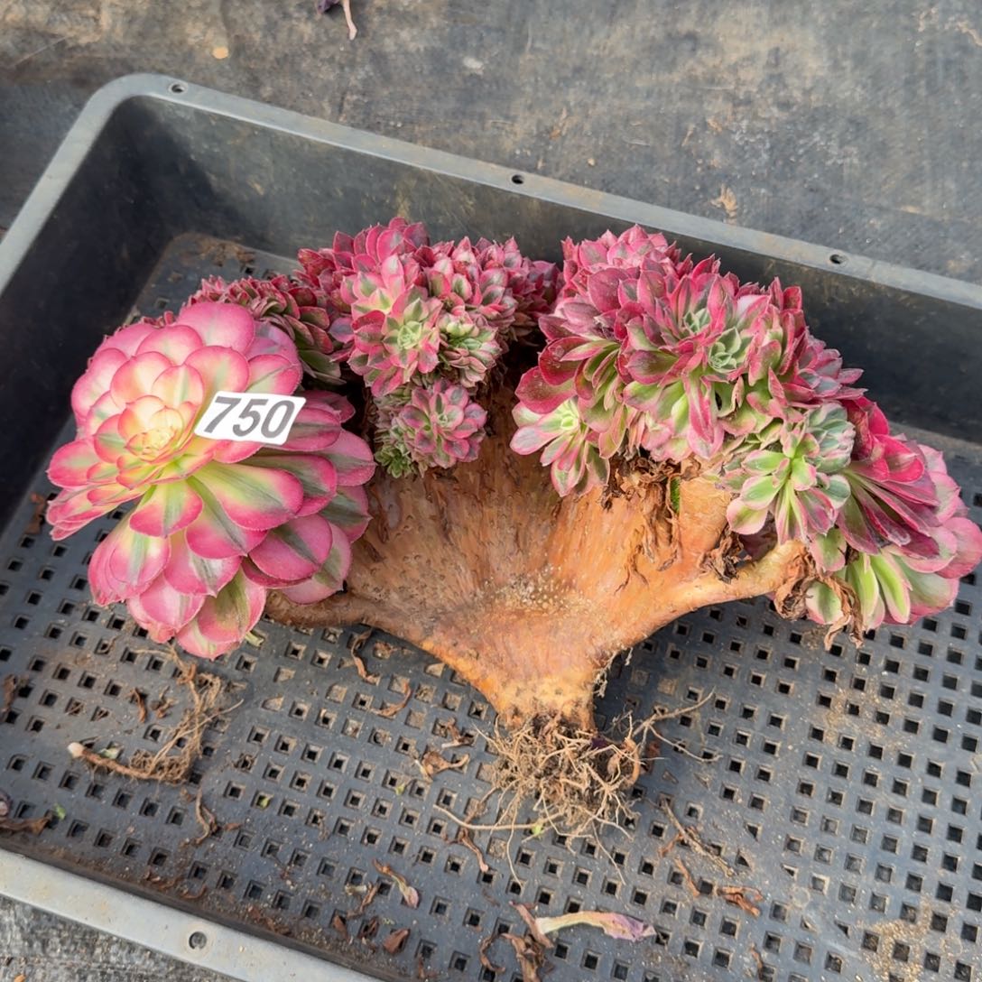 总***是750多肉植物倾城缀有干伤特价不售后