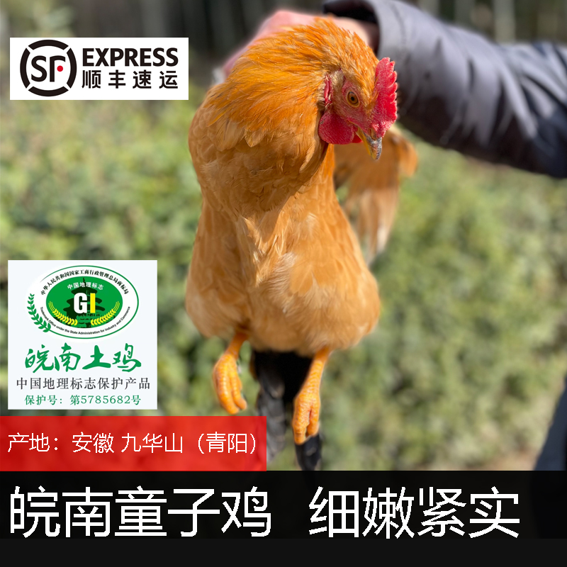 【正宗皖南童子鸡】深山散养子公鸡清蒸红烧肉质鲜嫩 现杀带内脏