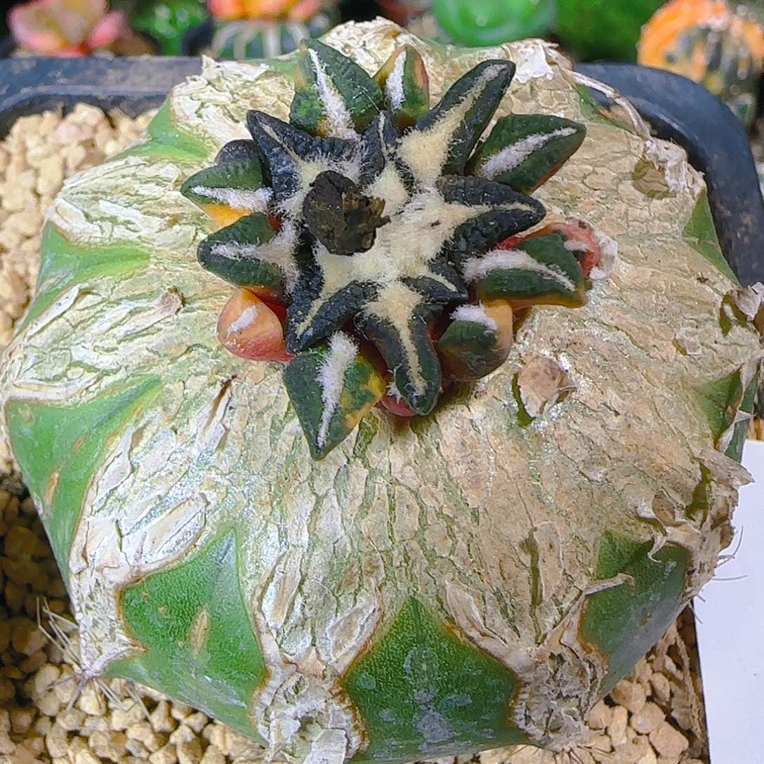 福利黑牡丹锦045仙人球