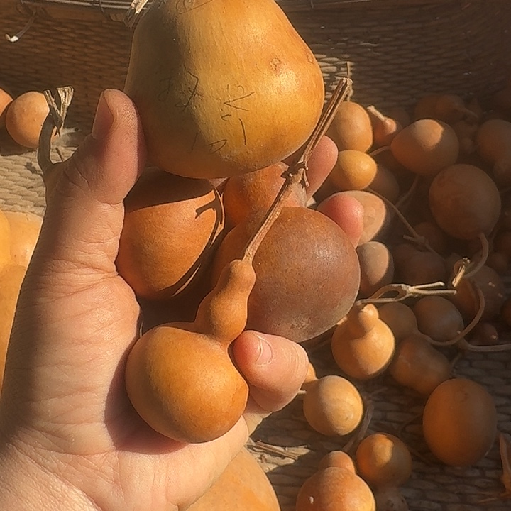 不***爸不扫兴不扫兴葫芦