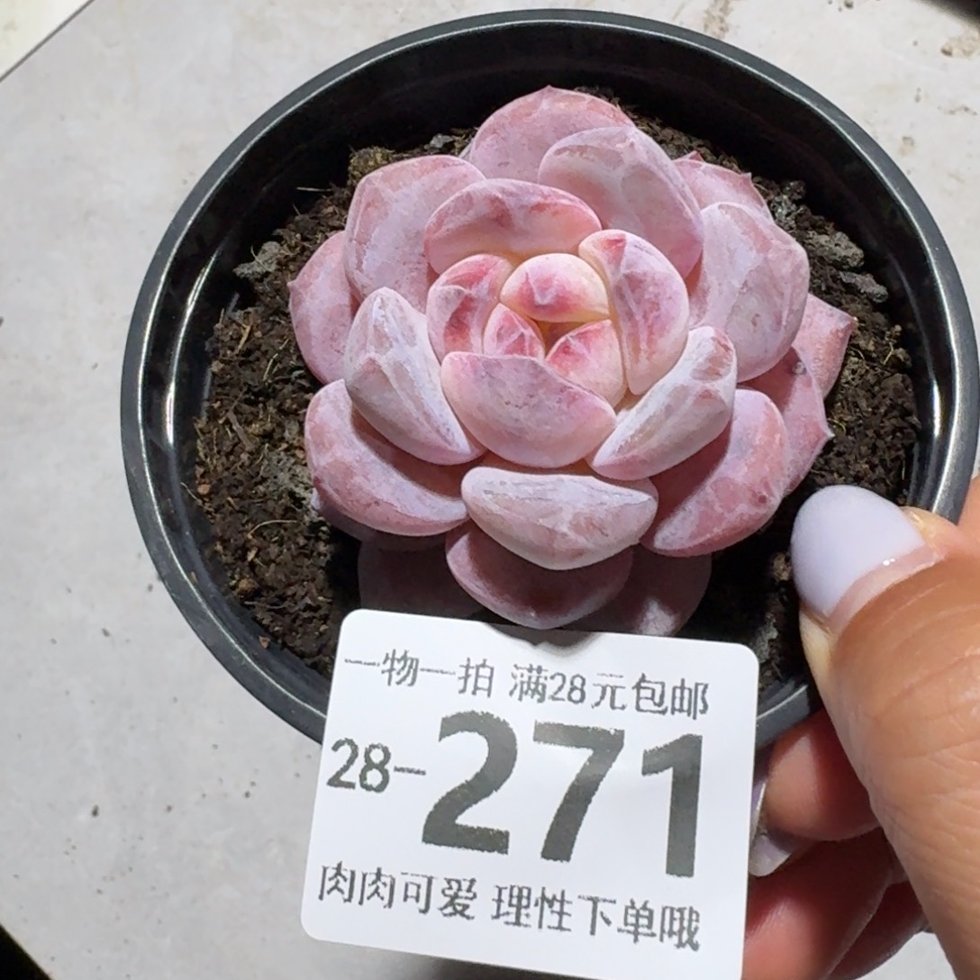 石榴籽无盆土发货无