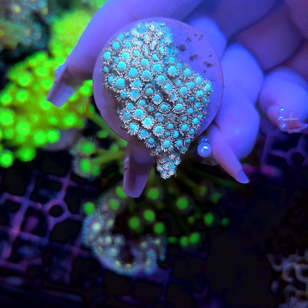 纽扣珊瑚单苞，，，，，