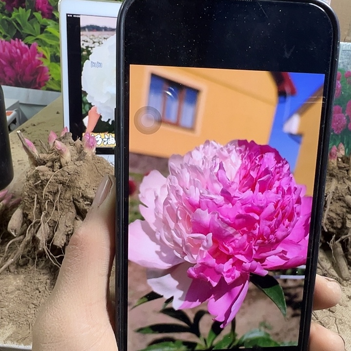 完全开放艾德先生