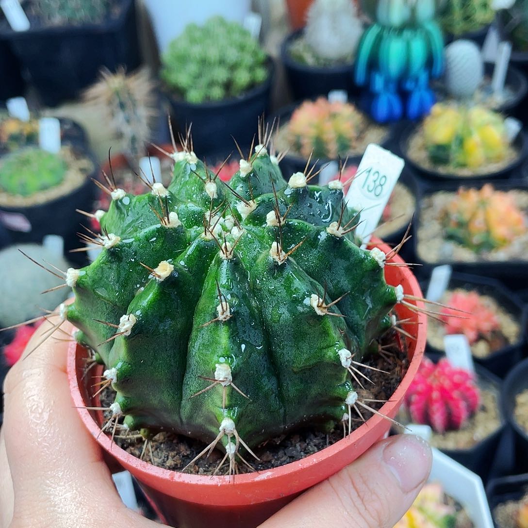 非偏远地区满25包邮仙人球