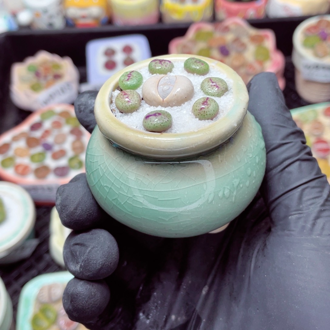 w9203--零下地区拍保温箱，-15度支持寄养