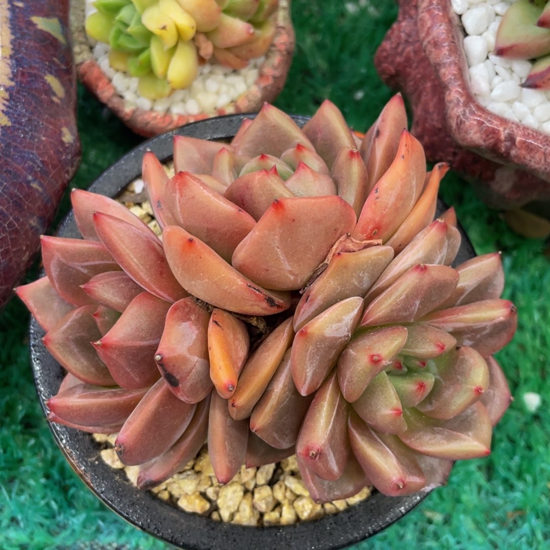 多肉植物盆栽多肉