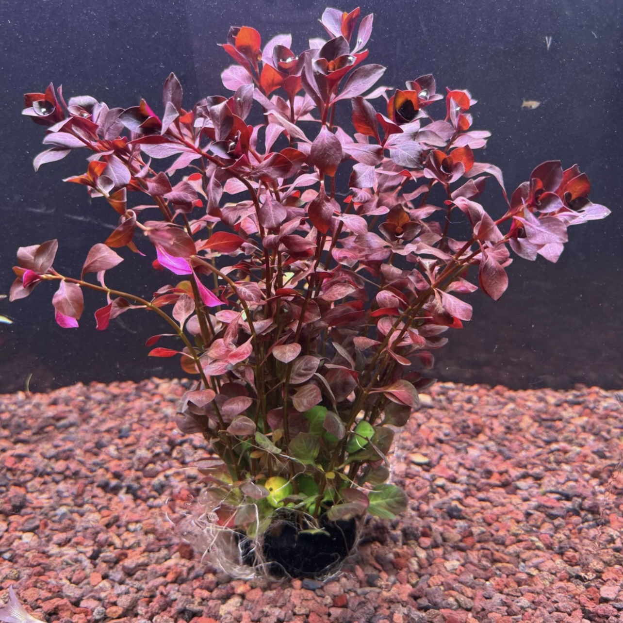 【红玫瑰丁香】新手真水草鱼缸造景中后景有茎类水草增氧净化水质