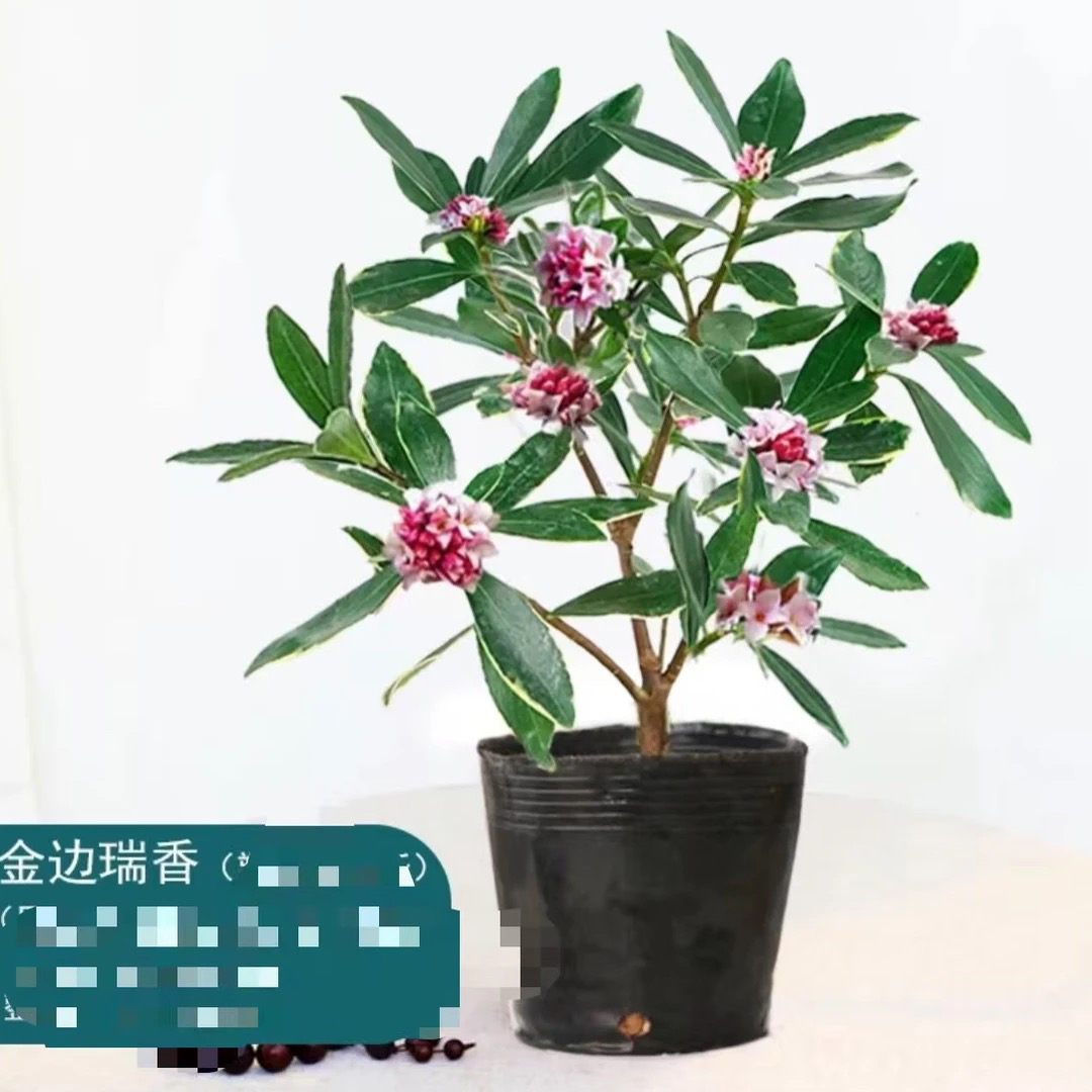 高度25左右九点九金边瑞香浓香型带花苞盆栽耐寒室内花卉绿植盆栽