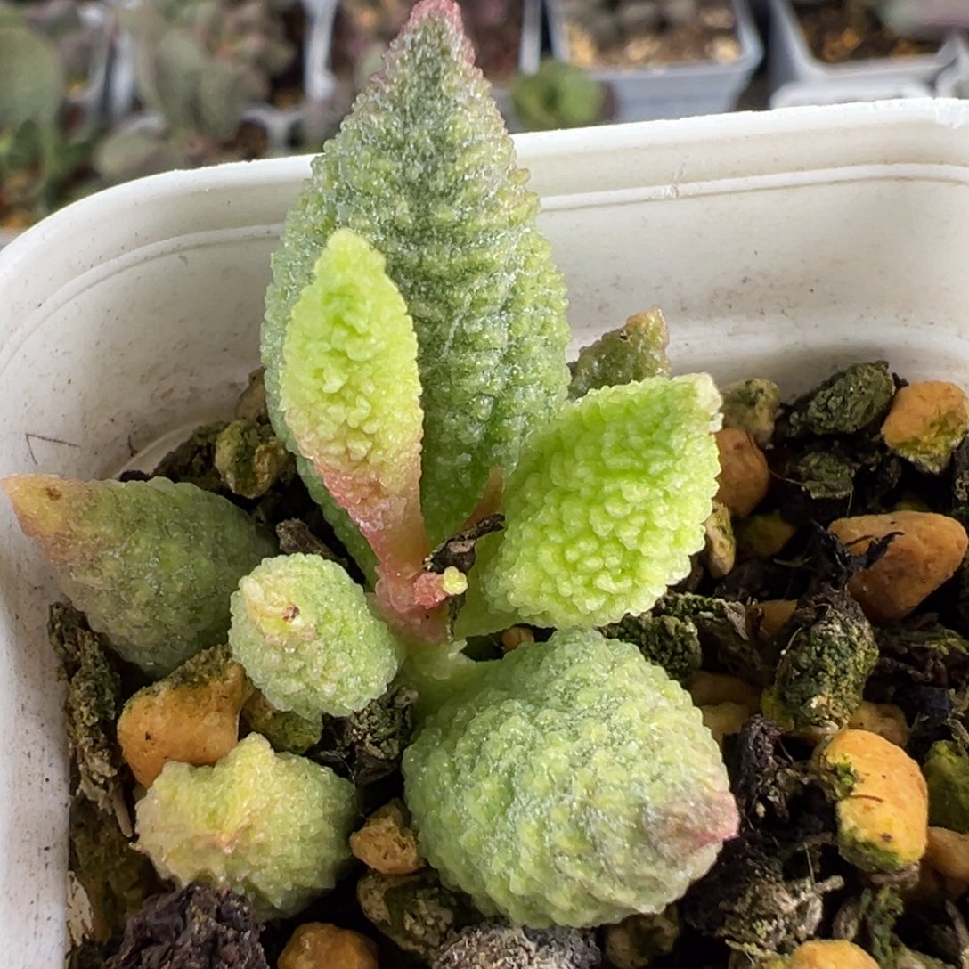 实生新品多肉植物水泡多肉植物