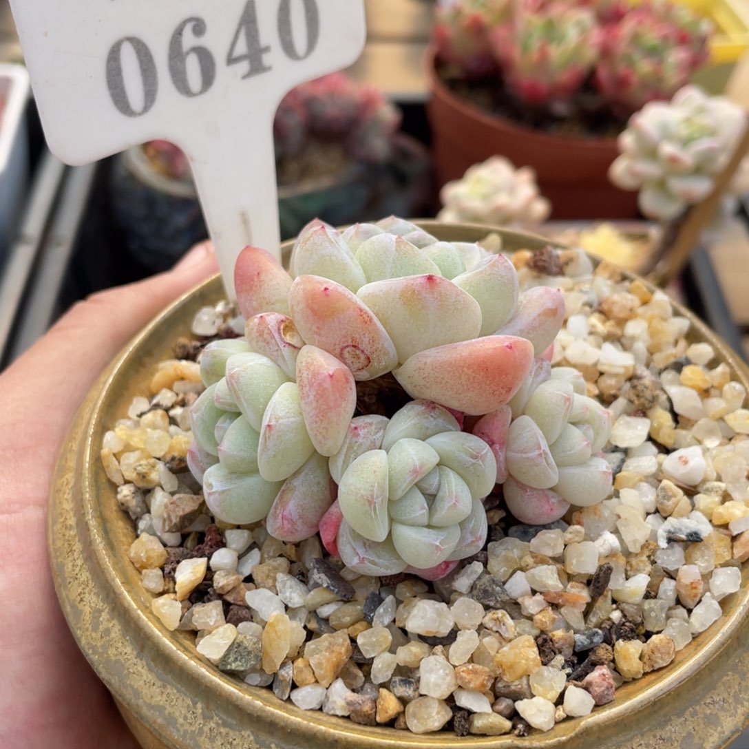 0640冰玉不带盆6厘米