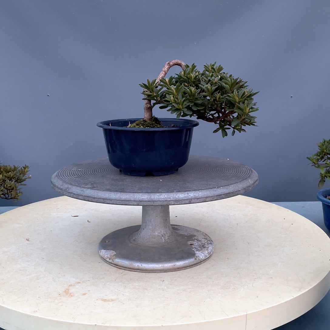 无花朵日本进口皋月杜鹃星之辉