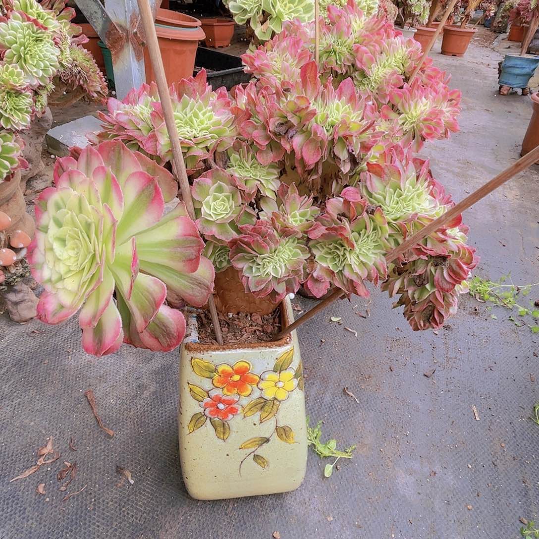 【闪购商品】无花朵表白