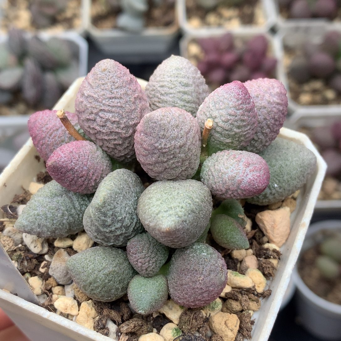 粉色腹部系多肉植物水泡
