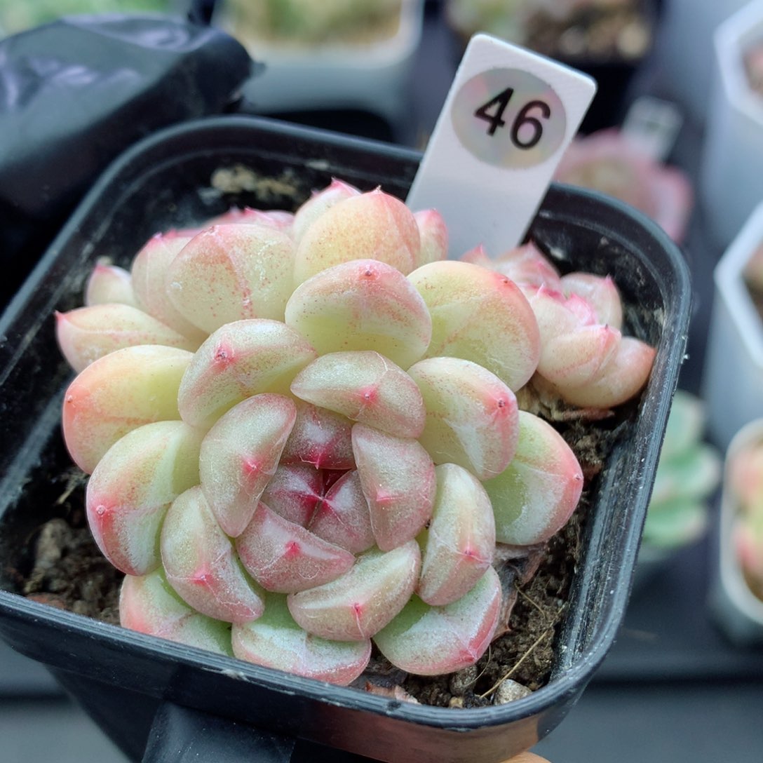 珍妮58包邮  群生不包整46