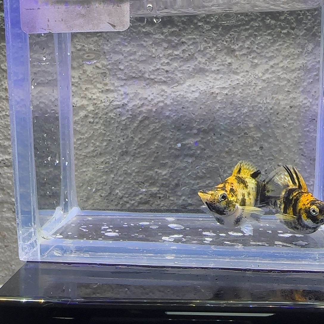 孔雀鱼小老虎，77号
