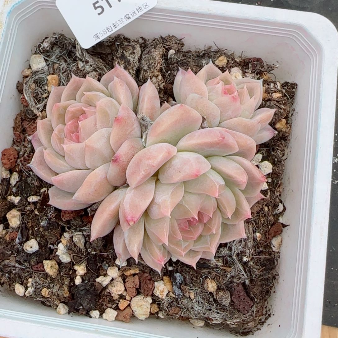 樱花梦，5115多肉